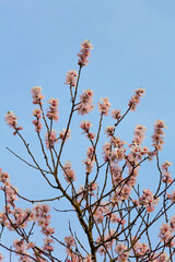 Fiori di pesco si stagliano sul cielo azzurro