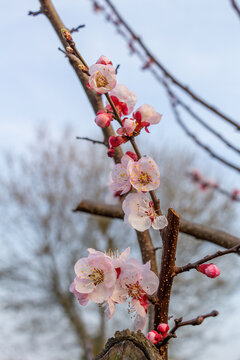 Fiori di pesco sui rami recisi