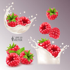 Realistic vector set of fresh raspberries in milk splash or yogurt with drops, ripe berries, natural milk splash, 3d illustration