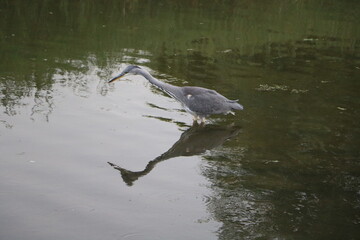 Ardea cinerea in River Strat in Bude Cornwall, England Great Britain