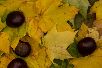 autumn leaves and acorns