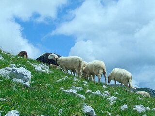 Flock of sheep grazing on hill in countryside. Farm animals graze in mountains
