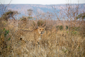 Cheetah in the bush in South Africa