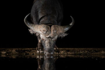 African Buffalo at a waterhole at night