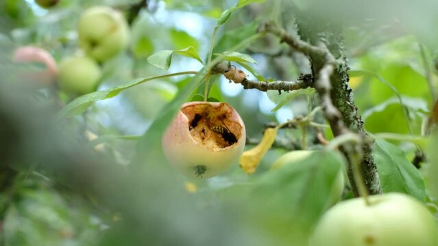 Hornets or wasps eating an apple growing on a tree. Fruit pests. 