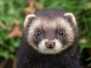 Polecat in the Grass Meadow