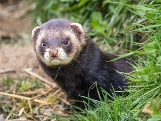 Polecat in the Grass Meadow