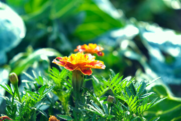Orange and red tagetes or Marigold flowers in the home garden. Tagetes blooming on a green background of a home garden on a sunny day.