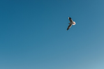 mouette en vol