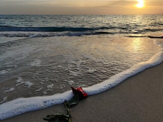 rosa  sulla spiaggia con le onde e il tramonto, marina di Lizzano, Taranto, Puglia, Salento, Italy