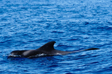 a pilot whale swimming