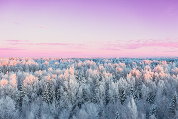 Winter forest from above with pink sky in background - obrazy, fototapety, plakaty
