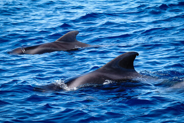 a pilot whale family with baby whale in the water