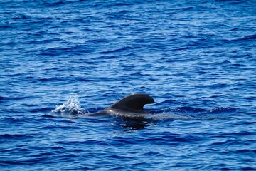 a pilot whale play with water