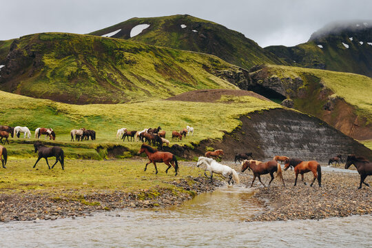 A group of Icelandic horses in move with blue sky in the background