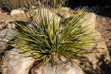Naklejka na ściany i meble A Yucca Plant on a Desert Trail