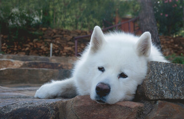 dog in the garden