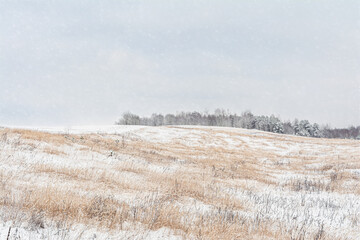 Hilly area with dry grass and small trees covered with snow. The edge of the snowy forest on the...