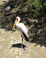 white stork ciconia