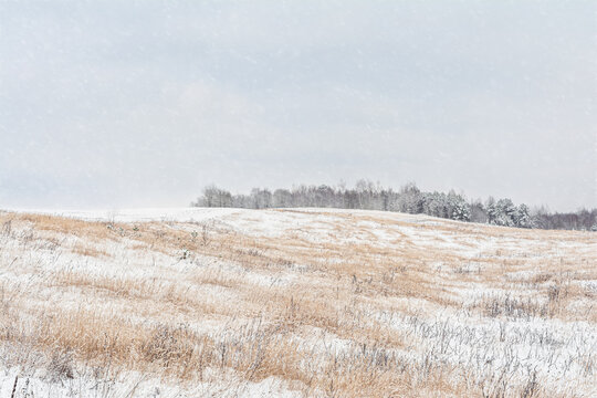Hilly area with dry grass and small trees covered with snow. The edge of the snowy forest on the horizon. Snow fall, cloudy sky in the nature background