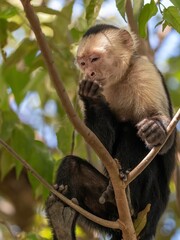 The Thinker - capuchin monkey lost in thought plotting his next move