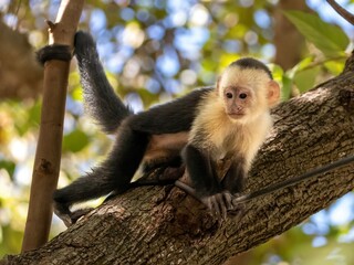 Naklejka premium Capuchin Monkey