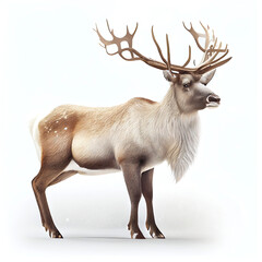 Fototapeta premium Reindeer christmas silhouette isolated