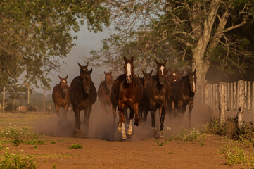 Un grupo de caballos cabalgando al atardecer