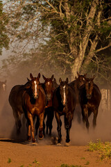 Un grupo de caballos cabalgando al atardecer - obrazy, fototapety, plakaty