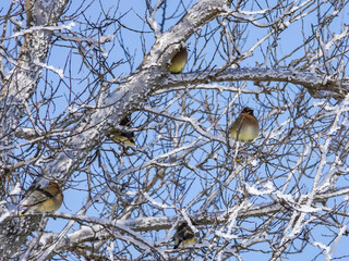 Cedar Waxwing Family Outing