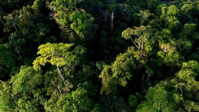 Beautiful background of a tropical forest, moving down and revealing the whole extend of the forest