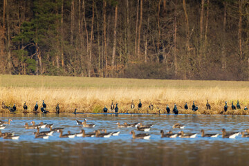 Great Goose, (Anser anser) and Great cormorant (Phalacrocorax carbo), Southern Bohemia, Czech Republic