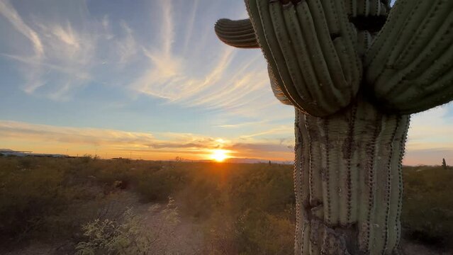 Sunset In Western Plain Cactus Close-up