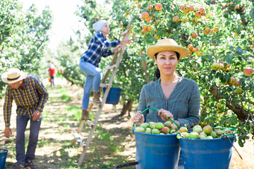 Young asian woman farmer harvesting ripe pears from tree in fruit garden