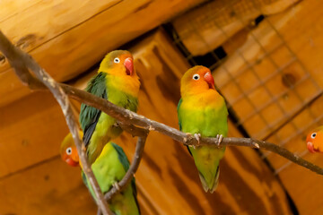 parrots at the zoo, Jihlava, Czech Republic