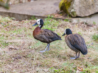 two duck in Jihlava ZOO, Czech Republic