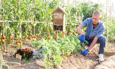 Fototapeta premium Organic farmer working in his garden beside insect hotel in kitchen garden