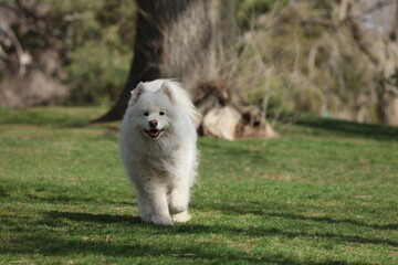 Samoyed