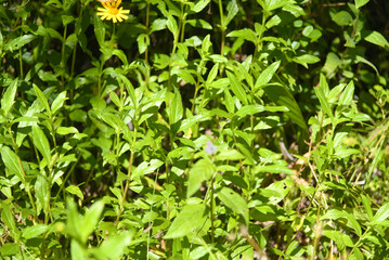 Beautiful dark green plants with a beautiful daisy standing out among them
