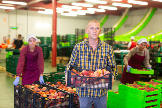 European and Asian employees working at the peach warehouse
