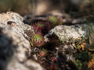 Succulent rosette between rocks with bokeh background