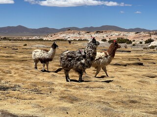 llamas altiplano Bolivia desert  