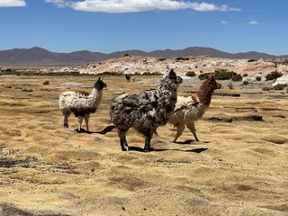 Wall murals Lama llamas altiplano Bolivia desert  