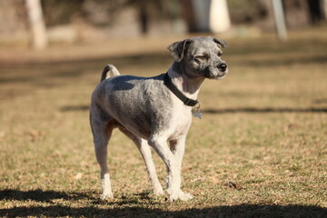 Portrait of a dog