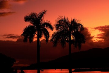 sunrise palm tree beach summer 