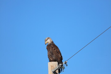 Juvenile Bald Eagle on a Pole