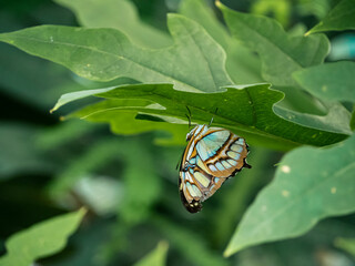 Malachite butterfly on a green leaf