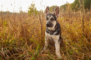 Naklejka na ściany i meble Dog German Shepherd on nature landscape in an autumn or summer day