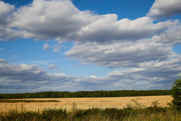 Fototapeta premium Autumn landscape with yellow sunny meadow against forest and blue sky with white clouds on the background