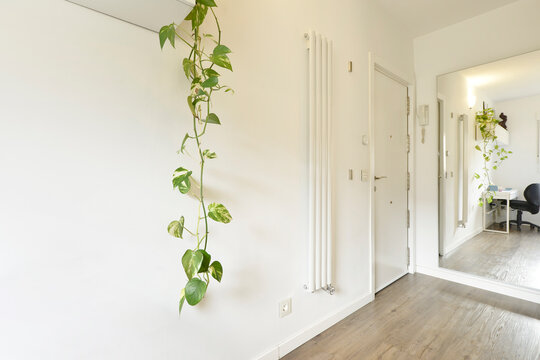 Some poto vine branches with elongated designer wall radiators and a full-length mirror next to the access door